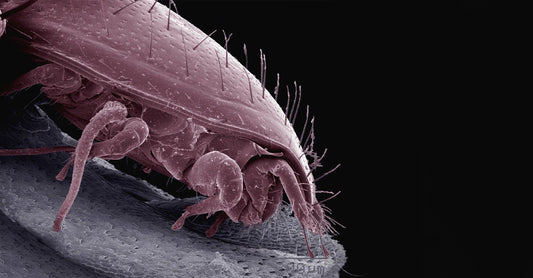 Ce sunt acarienii si cum pot fi combatuti?