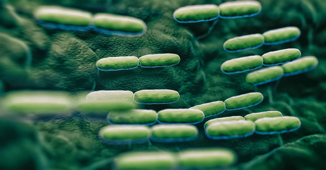 Ce sunt bacteriile, tipuri si moduri de prevenire a infectiilor