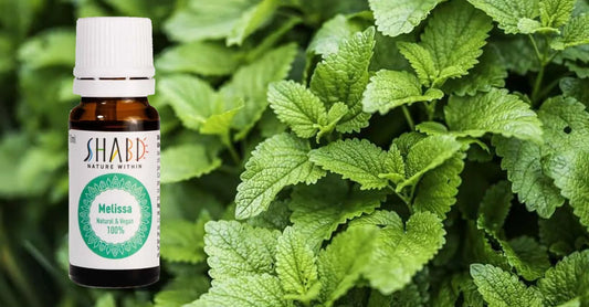 Roinița și beneficiile uleiului natural de roiniță