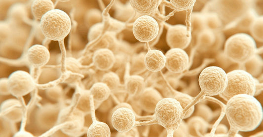 Candida auris: O amenințare emergentă și critică pentru sănătatea publică globală