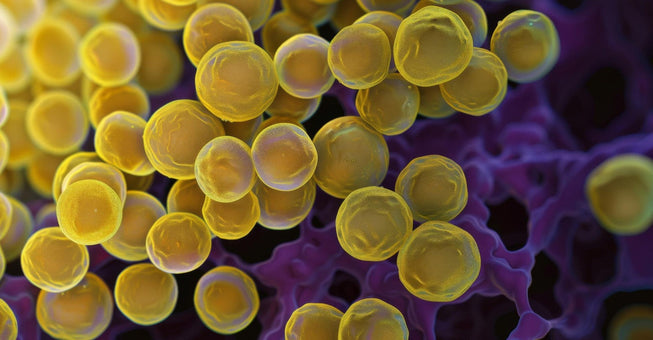 MRSA: epidemiologie, transmitere, tratament și strategii de prevenire în mediul medical și comunitar