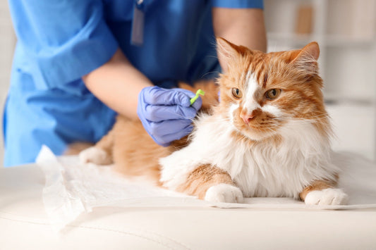 FAQ Dezinfectare în cabinete veterinare: 10 întrebări esențiale despre siguranță și conformitate
