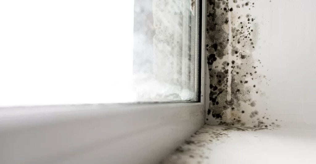 mucegai in casa - Mucegai în casă: Cât de periculoase sunt petele de mucegai din casă și cum le putem elimina?
