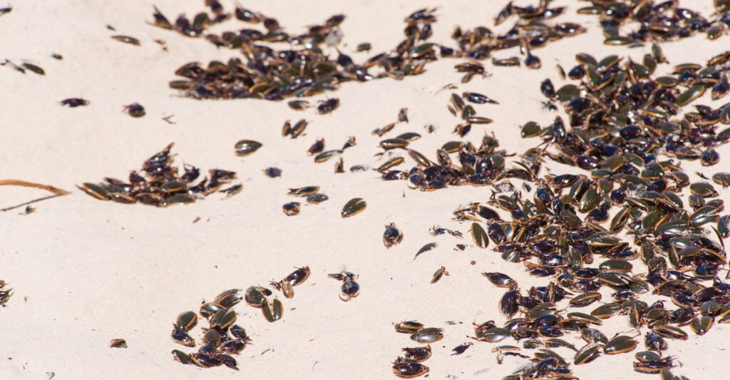 capcane gandaci - Capcane gândaci, cât de periculoși sunt gândacii și cum poți preveni apariția acestora?
