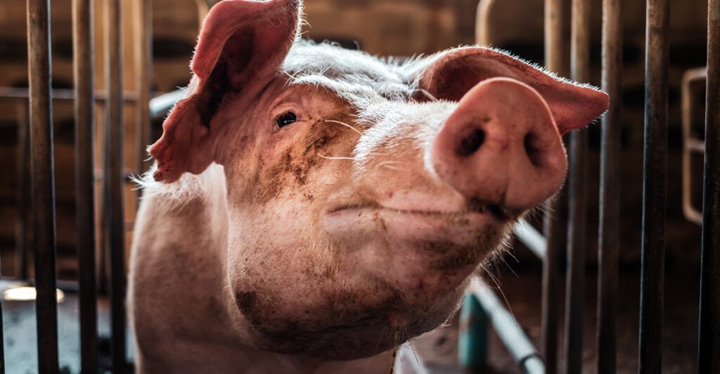 pesta porcină - Pesta porcină africană: cauze și măsuri de igienă pentru prevenire