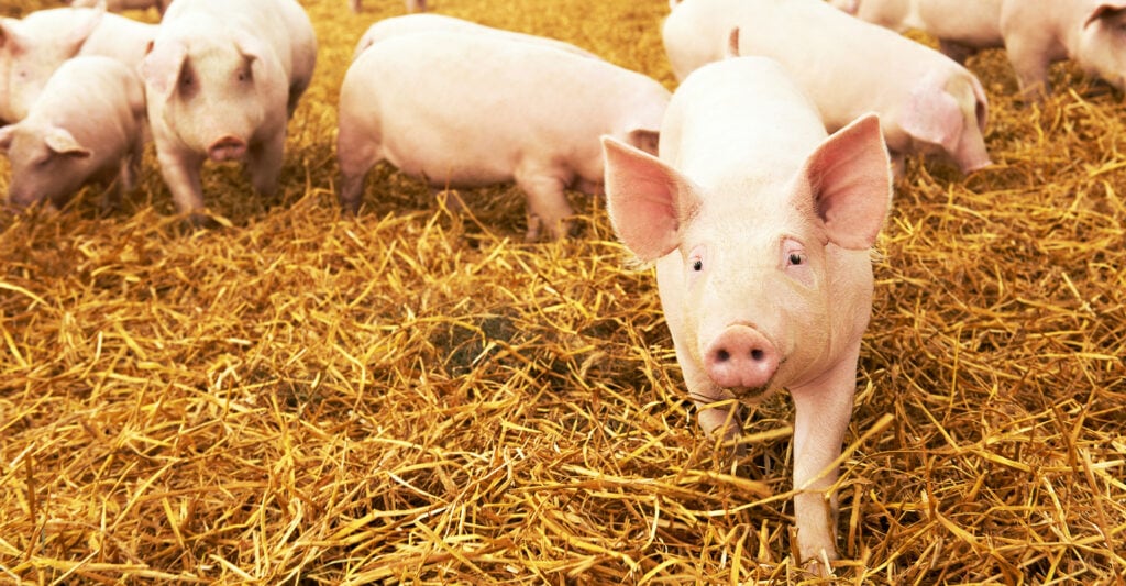 pesta porcină - Pesta porcină africană: cauze și măsuri de igienă pentru prevenire