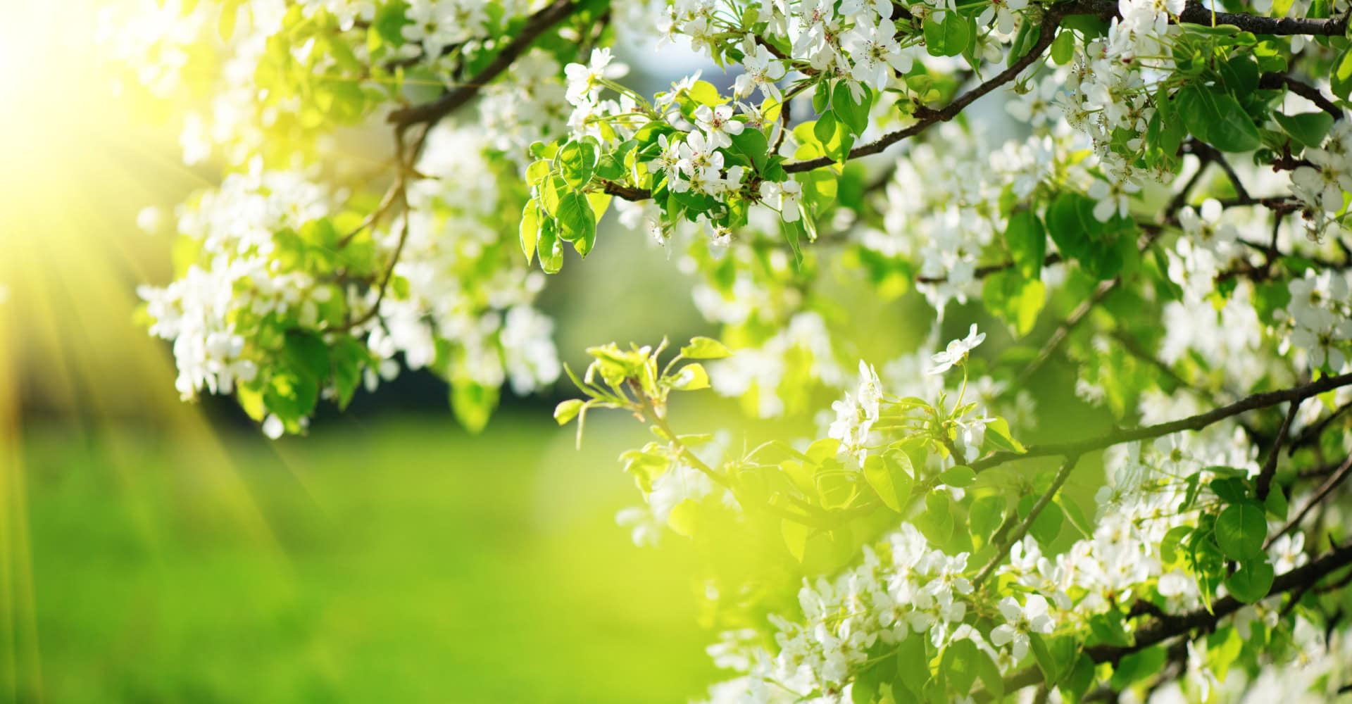 - Cum prevenim cele mai frecvente afecțiuni care apar primăvara